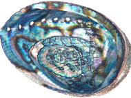 Abalone Shell (6-7